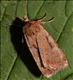 2115 Rosy Marsh Moth